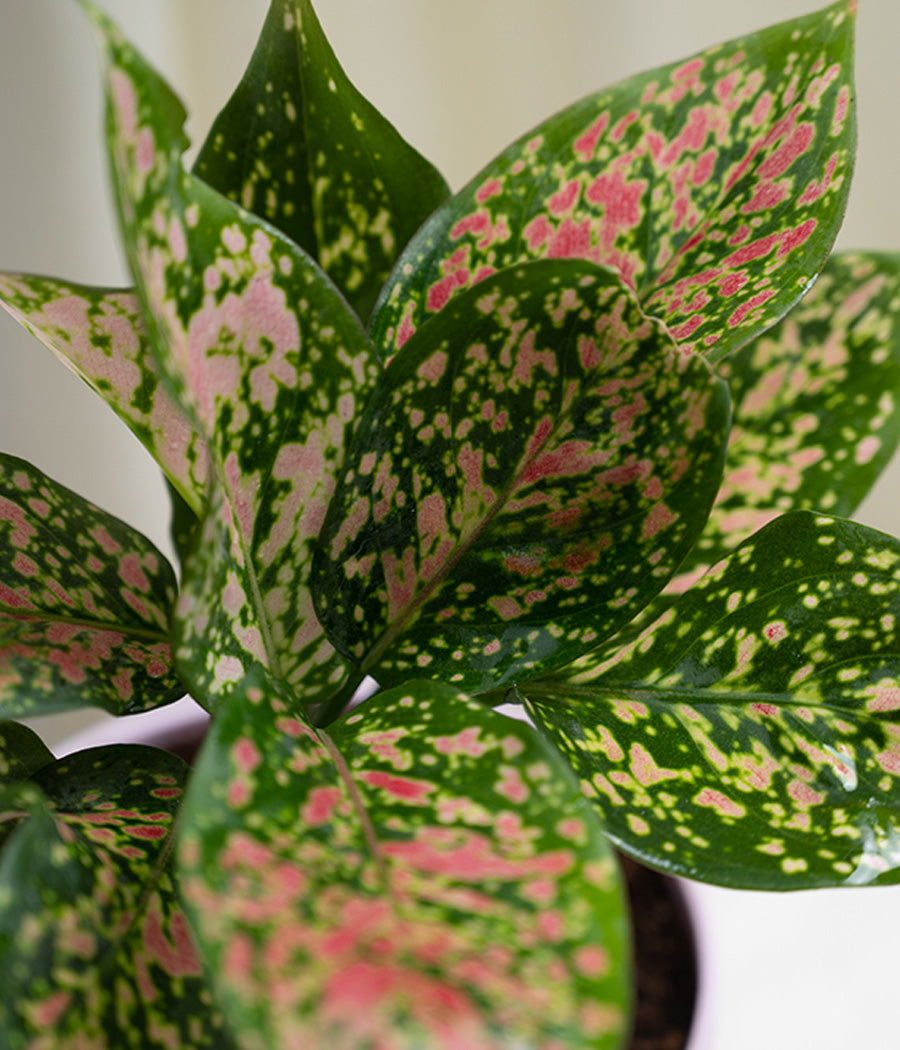 Aglaonema Lipstick in Pastel White Planter
