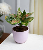 Aglaonema Pink in Pastel Planter