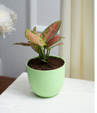Aglaonema Pink in Pastel Planter