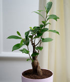 Ficus Bonsai in Pastel Lime Planter