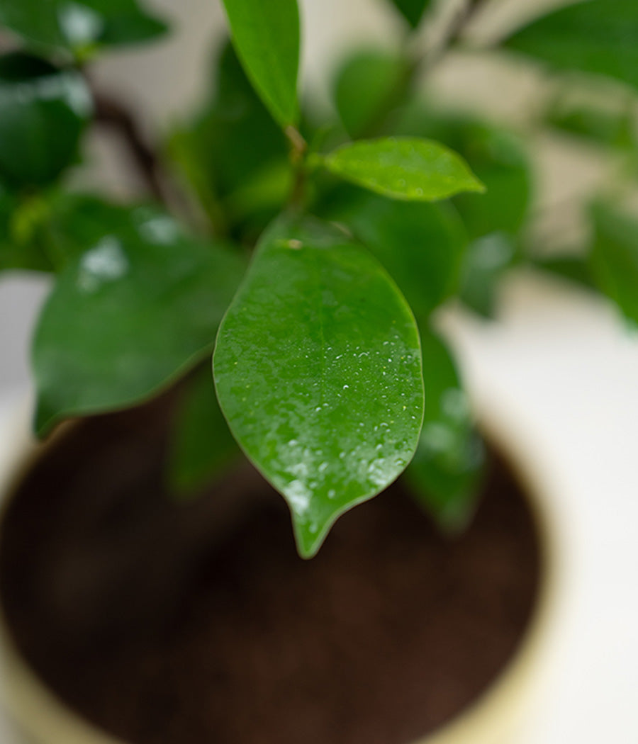 Ficus Bonsai in Pastel Lime Planter