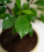 Ficus Bonsai in Pastel Lime Planter
