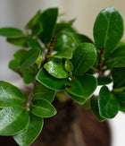 Ficus Bonsai in Pastel Lime Planter
