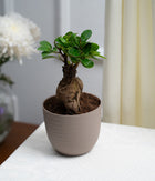 Ficus Bonsai in Pastel Lime Planter