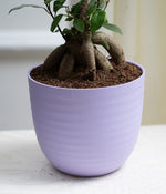 Ficus Bonsai in Pastel Lime Planter