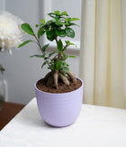 Ficus Bonsai in Pastel Lime Planter
