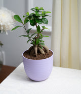 Ficus Bonsai in Pastel Lime Planter