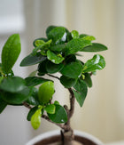 Ficus Bonsai in Pastel Lime Planter