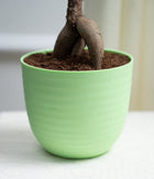 Ficus Bonsai in Pastel Lime Planter