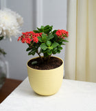 Kalanchoe Plant in Pastel Pink Planter