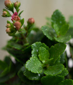 Kalanchoe Plant in Pastel Pink Planter