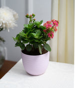 Kalanchoe Plant in Pastel Pink Planter
