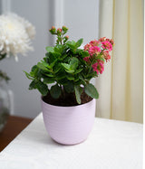 Kalanchoe Plant in Pastel Pink Planter
