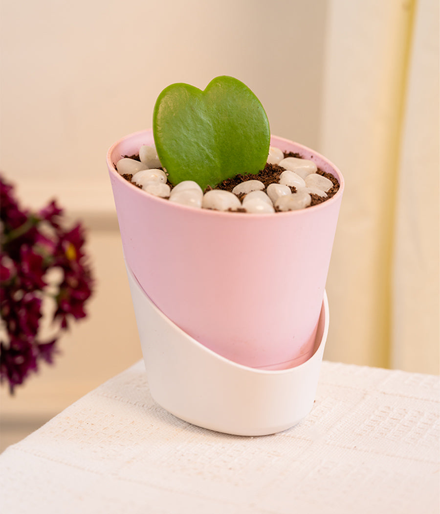 Kamini Table in Self Watering Planter