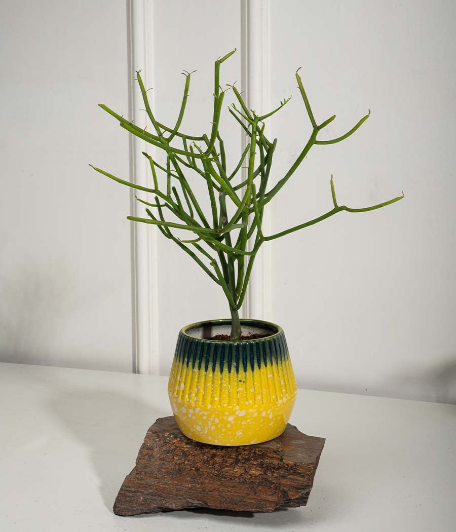 Pencil Cactus in Ceramic Planter