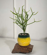 Pencil Cactus in Ceramic Planter