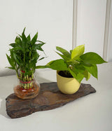 Set of 2 : Golden Money Plant + 2 Layer Lucky Bamboo