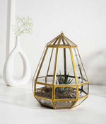 Helena Terrarium