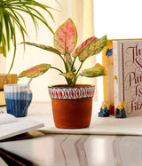 Aglaonema Pink Plant With Hand Painted Terracotta Pot